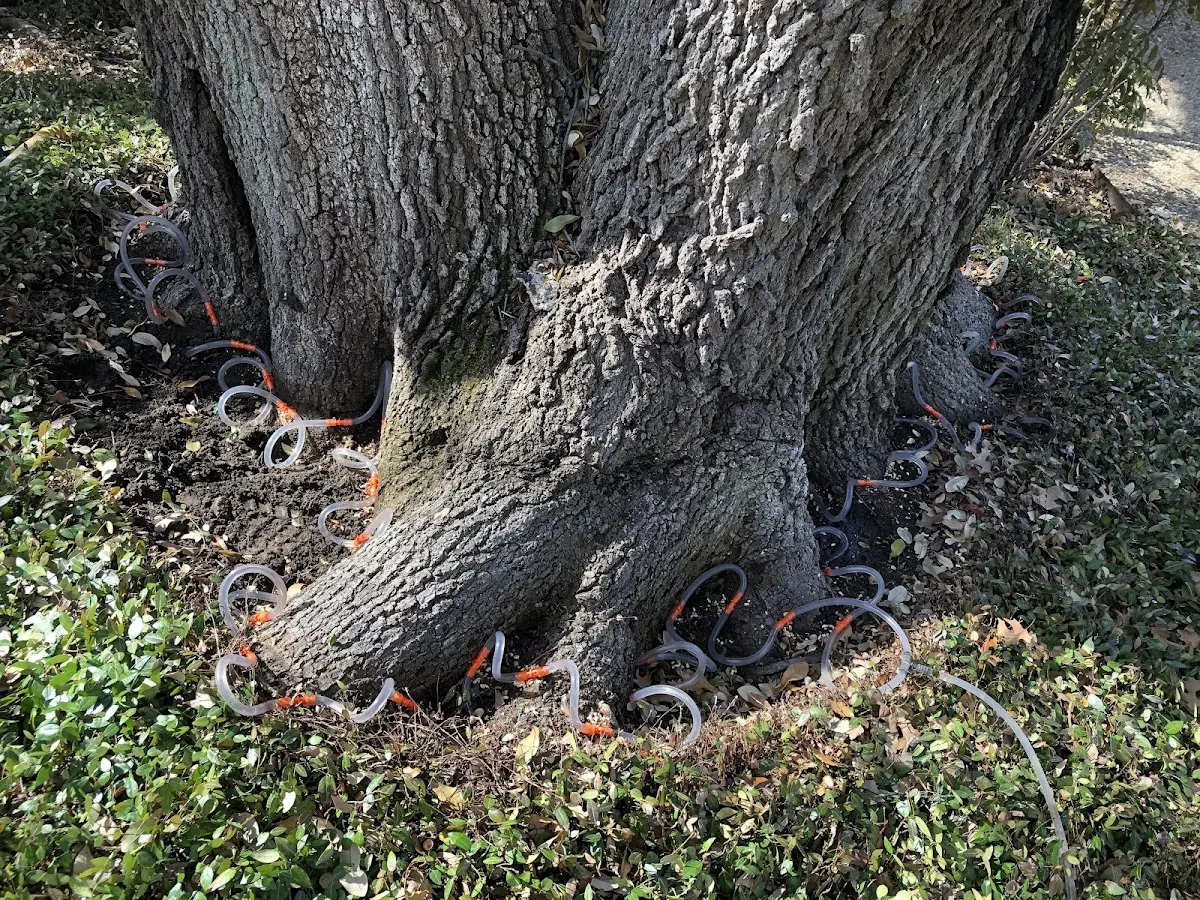 Detailed Tree Cabling and Bracing job site in Warfordsburg