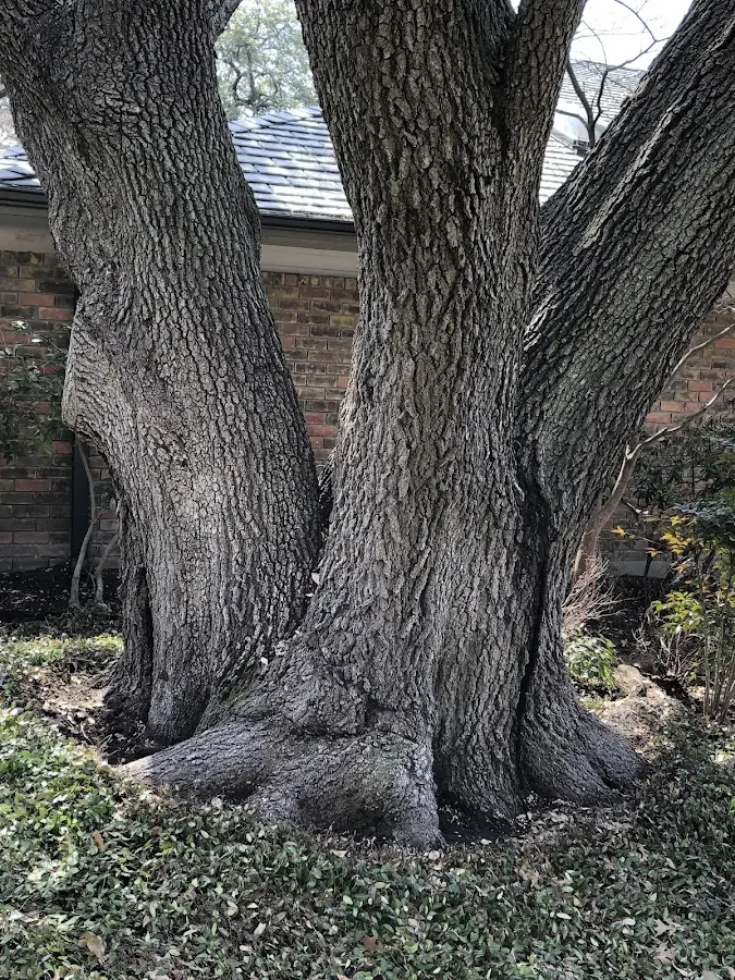 Mature heritage tree close to a Warfordsburg property cared for by certified arborists